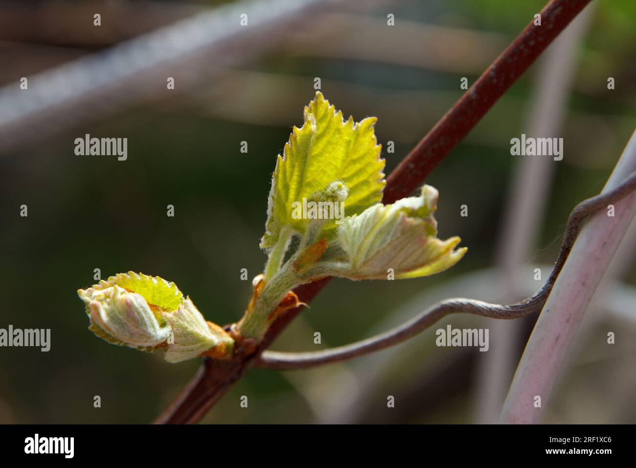 Vineyard, a branch of vine with growing small grape and leaves of bright green color in spring on a sunny day Stock Photo