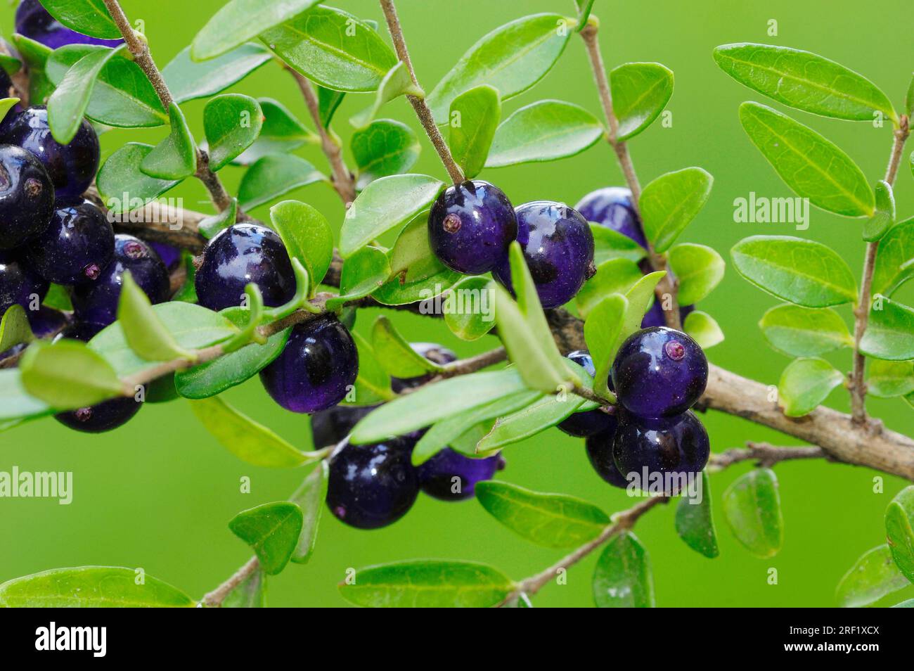 Evergreen Creeping Honeysuckle (Lonicera pileata), Slope Myrtle, Creeping  Honeysuckle, Evergreen Honeysuckle Stock Photo - Alamy