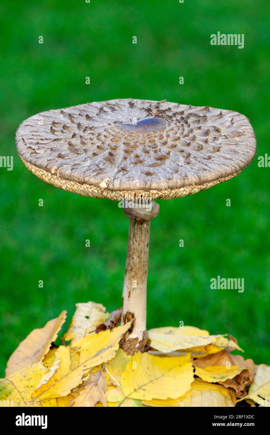 Shaggy parasol (Macrolepiota rhacodes), shaggy parasol (Macrolepiota rachodes), Germany Stock Photo