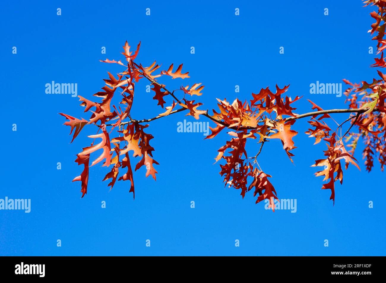 Scarlet oak (Quercus coccinea) in autumn, North Rhine-Westphalia, Germany Stock Photo
