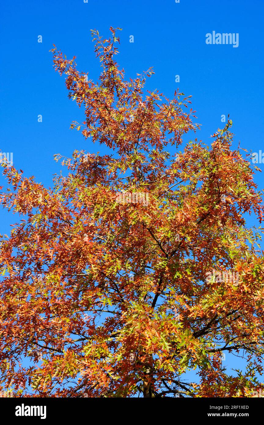 Scarlet oak (Quercus coccinea) in autumn, North Rhine-Westphalia, Germany Stock Photo