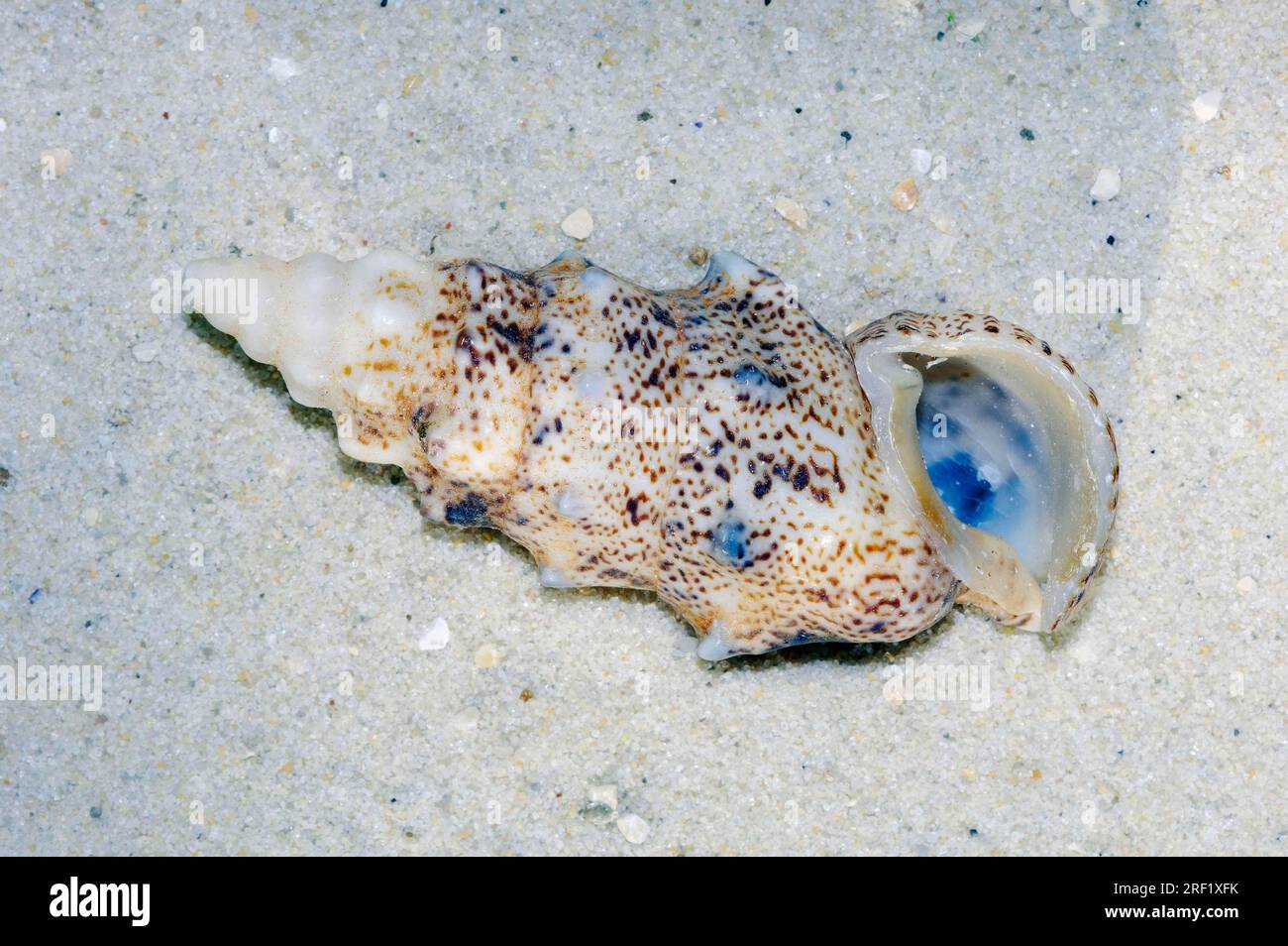 Sea snail (Drillia), snail shell, snail shells, detachable Stock Photo