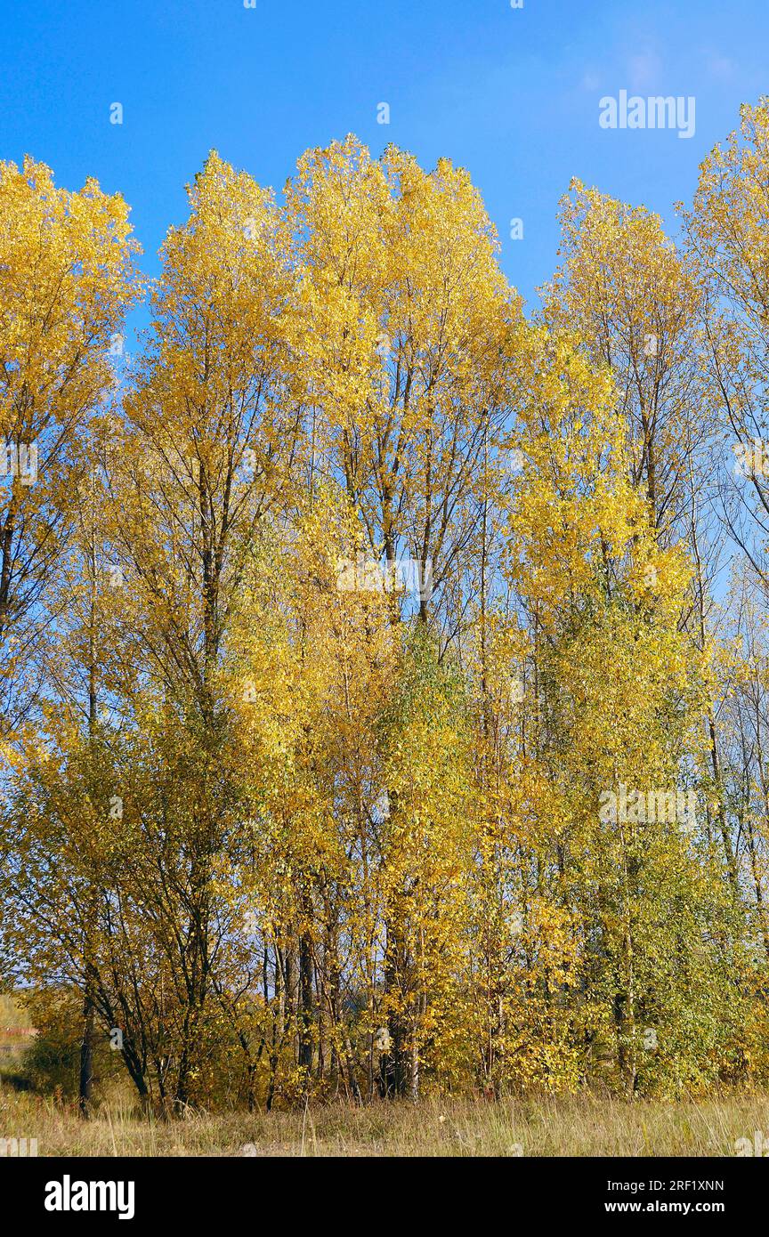 Grey poplars, North Rhine-Westphalia (Populus canescens), Germany Stock Photo