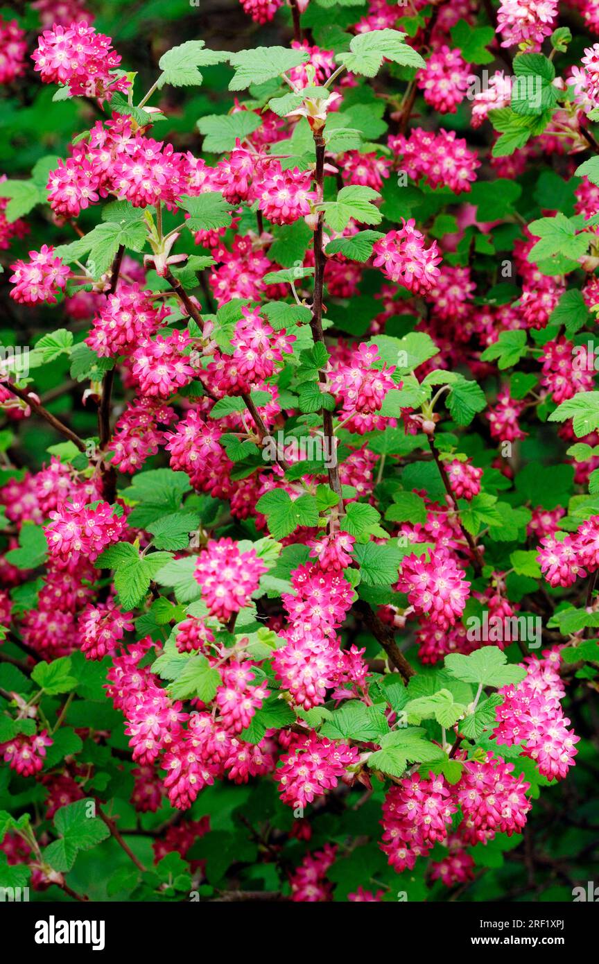 Flowering Currant Or Red flowering Currant Ribes Sanguineum Stock 