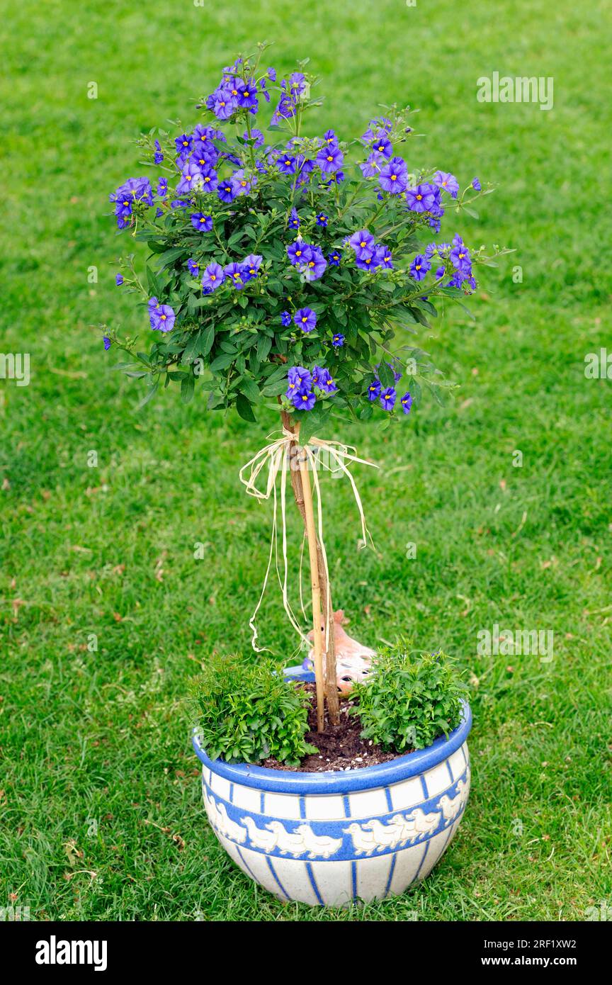 Blue potato tree in flower pot, blue potato bush (Solanum rantonnetii) Stock Photo