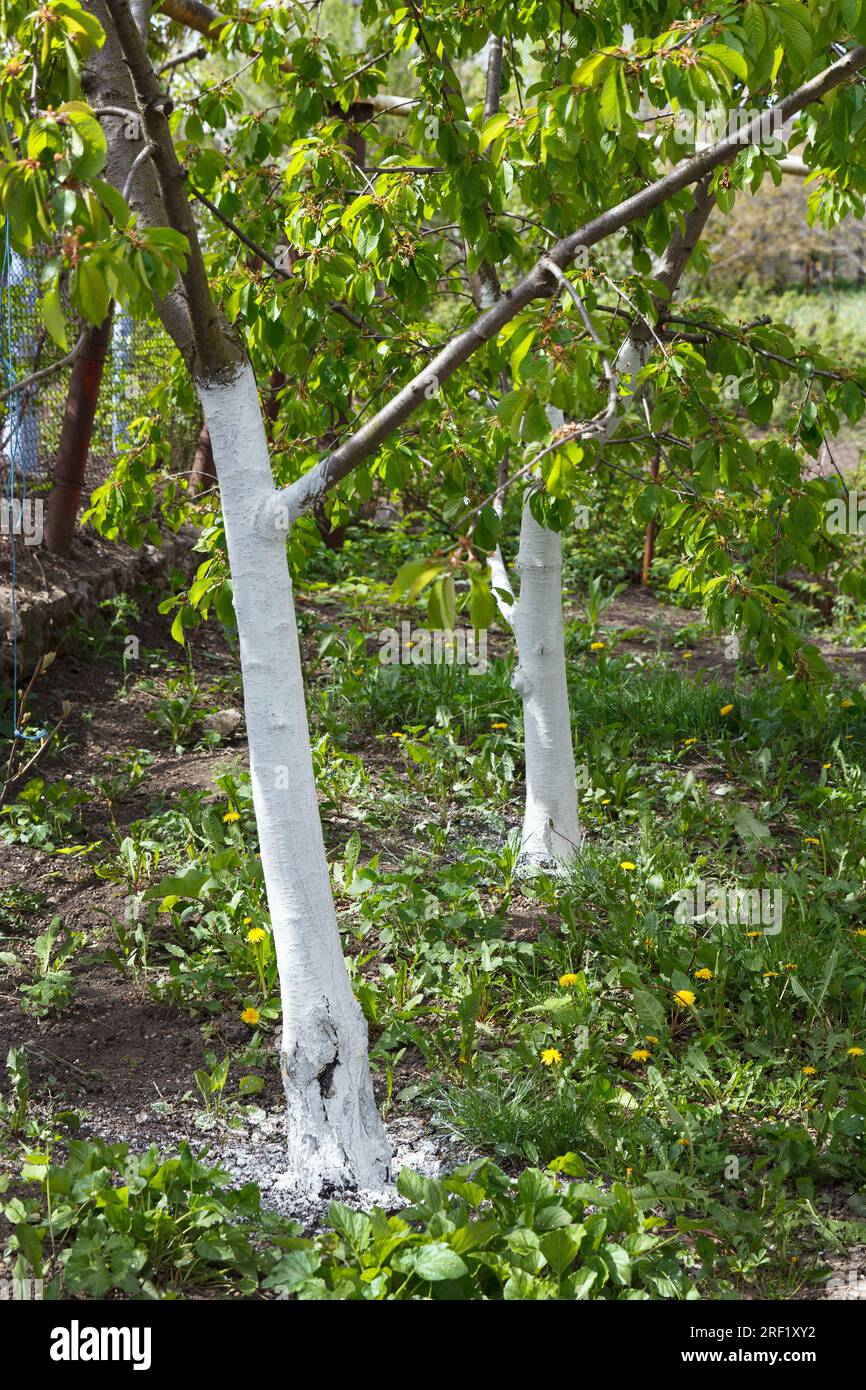 Freshly whitewashed and lime-disinfected fruit trees in the garden. Spring treatment and protection of bark from pests Stock Photo