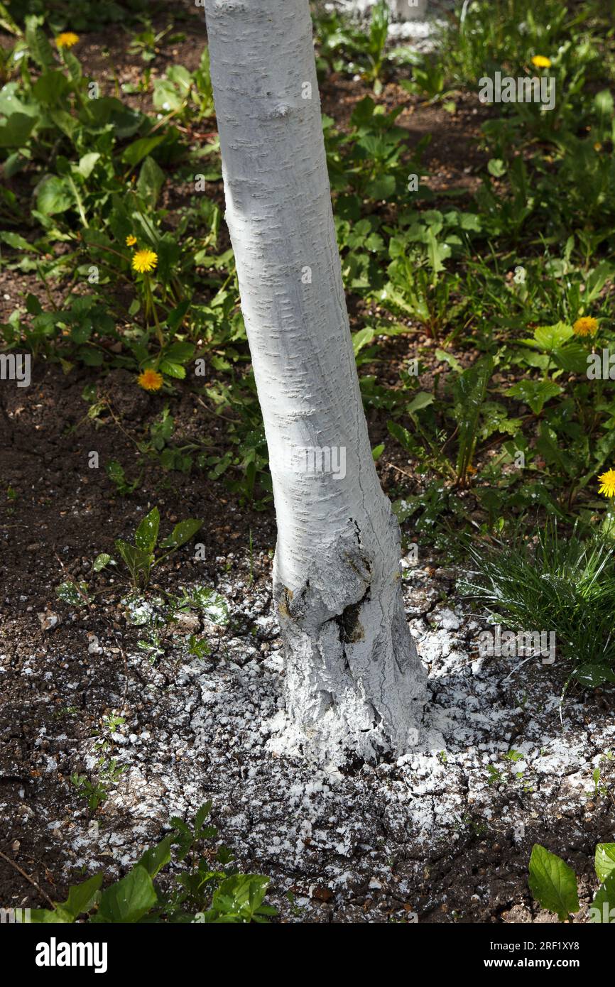 Damaged trunk, whitened and disinfected with lime, fruit tree in garden. Spring treatment and protection of bark and soil from pests Stock Photo