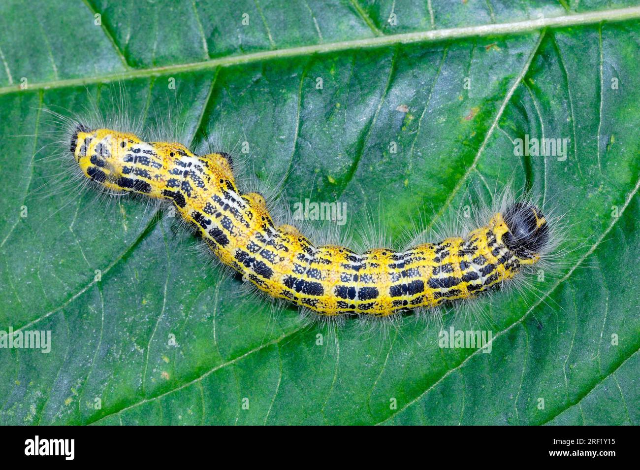 Buff-tip (Phalera bucephala) caterpillar, North Rhine-Westphalia, Germany Stock Photo