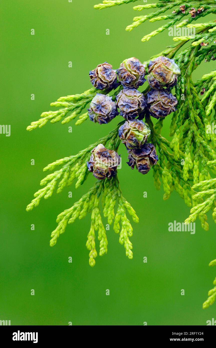Oriental Thuja, Cones (Thuja orientalis), Oriental Arborvitae (Platycladus orientalis) Stock Photo