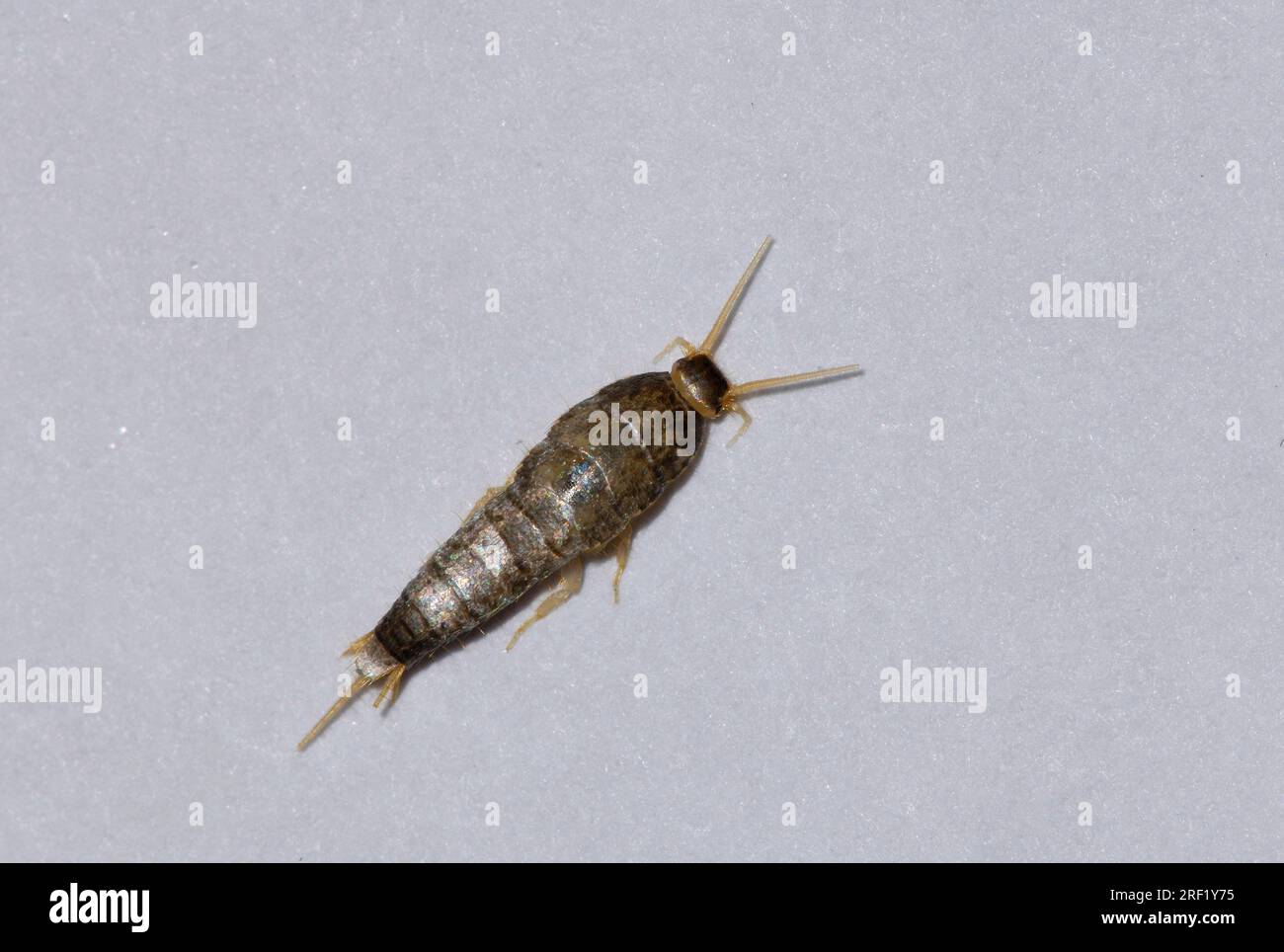 Silverfish (Lepisma saccharina Stock Photo - Alamy