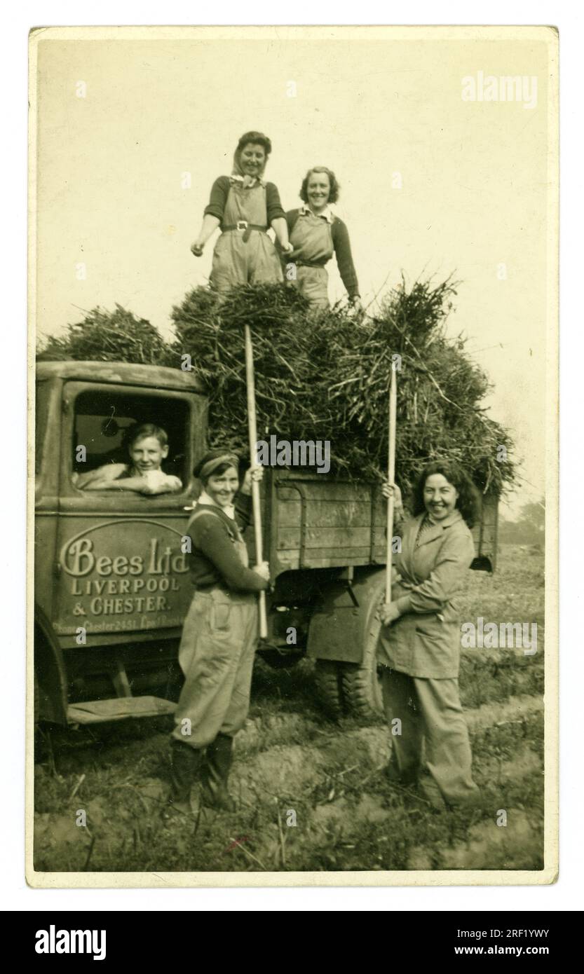 Original WW2 era, 1940's postcard of  smiling Land Army girls, wearing typical casual workwear of dungarees and headscarves. On the reverse of the postcard is written 'Stacking Beans' - but it looks like they are bringing in bean straw left after harvesting the beans - used for animal fodder. The girls are piling the bean straw into a Bees Ltd. loading truck which is driven by a young man - written on the truck door is signage Bees Ltd, Liverpool and Chester. with a Chester telephone number. Cheshire, England, U.K. Stock Photo