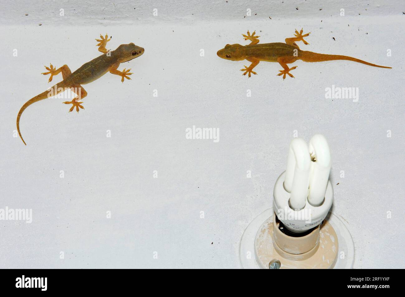 Common house gecko (Hemidactylus frenatus) and lamp, Rajasthan, spiny