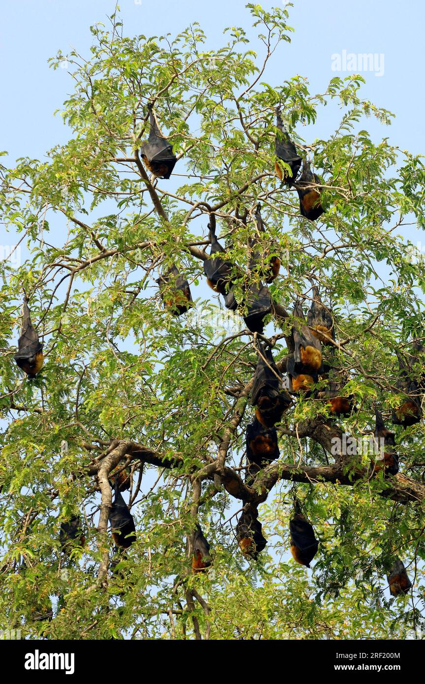 Indian flying foxes (Pteropus giganteus), Rajasthan, Indian giant