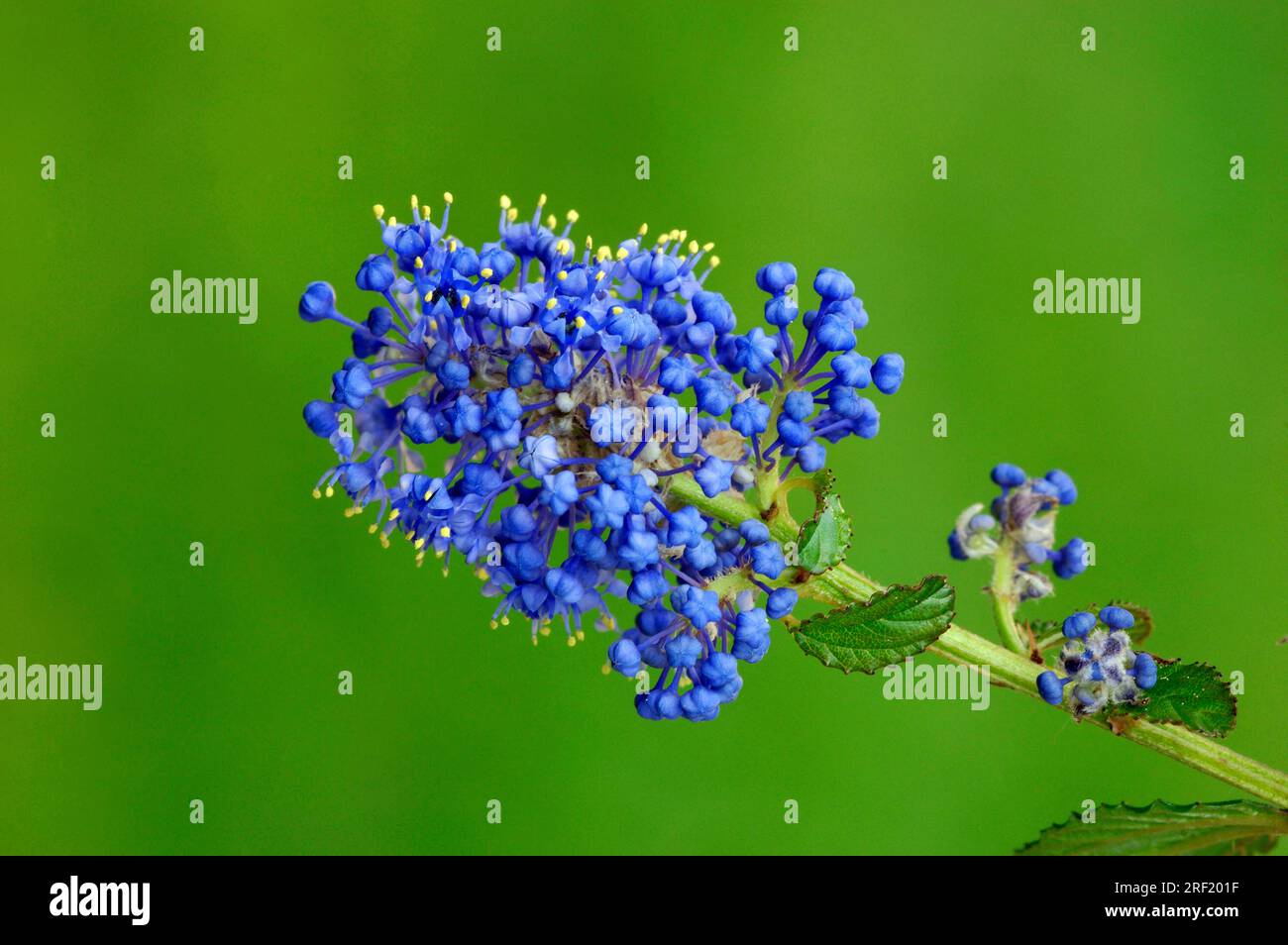 California Lilac (Ceanothus thyrsiflorus 'Repens'), Blue Blossom, Blueblossom, Deer Bush, Rhamnaceae Stock Photo