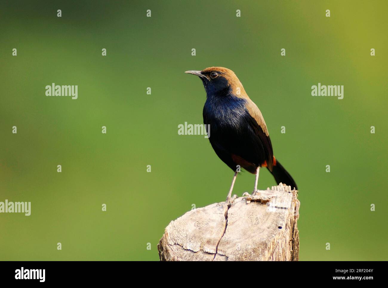 Indian Robin, Keoladeo Ghana national park, Rajasthan, India (Saxicoloides fulicata cambaiensis) Stock Photo