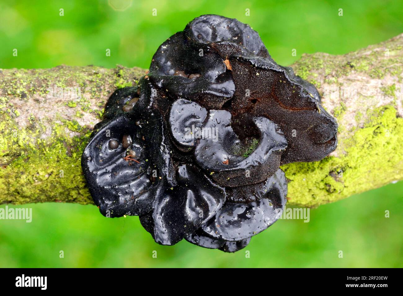 Black Jelly, North Rhine-Westphalia, Germany (Exidia truncata), Black WitchÂ´s Butter Stock Photo