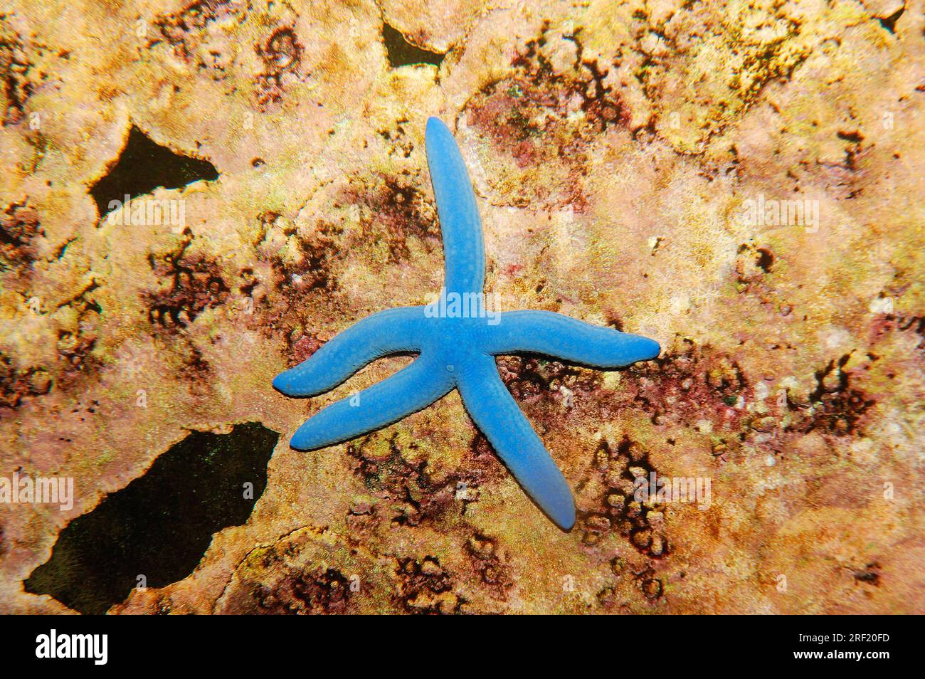 Blue (Linckia laevigata) Starfish Stock Photo - Alamy