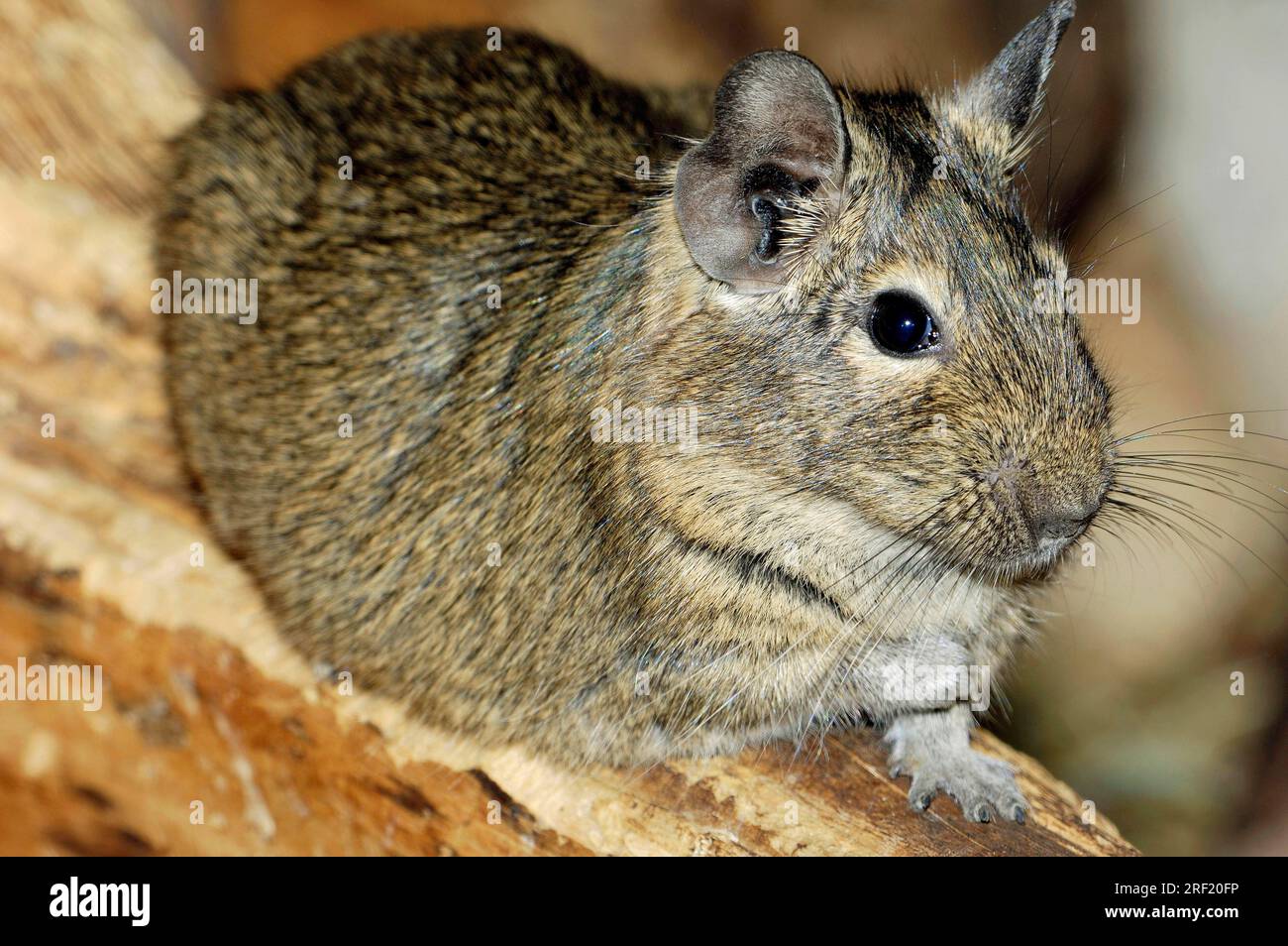 Degu (Octodon degus) Stock Photo