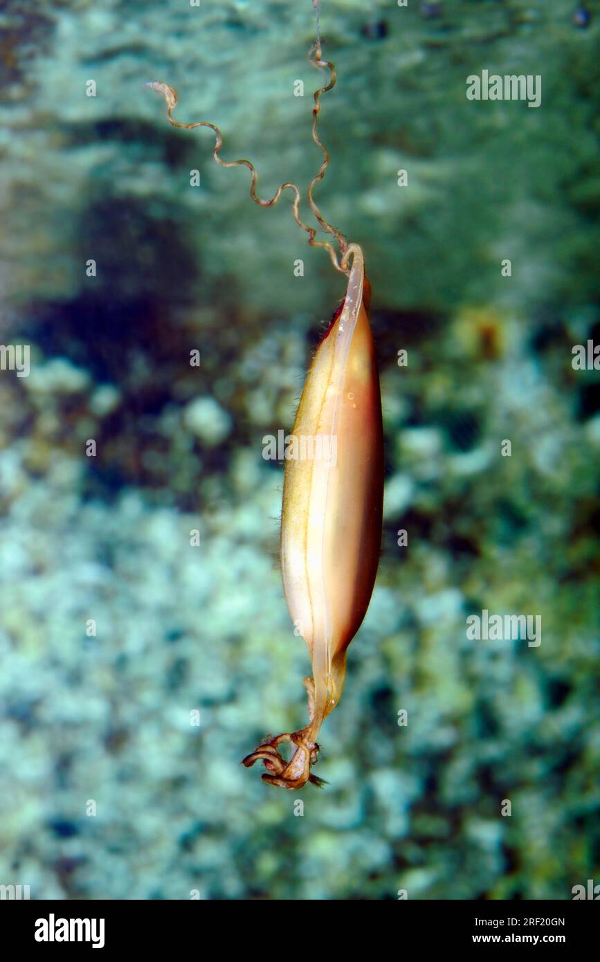 Lesser-spotted Dogfish, egg, Small-spotted Catshark (Scyliorhinus canicula) Stock Photo