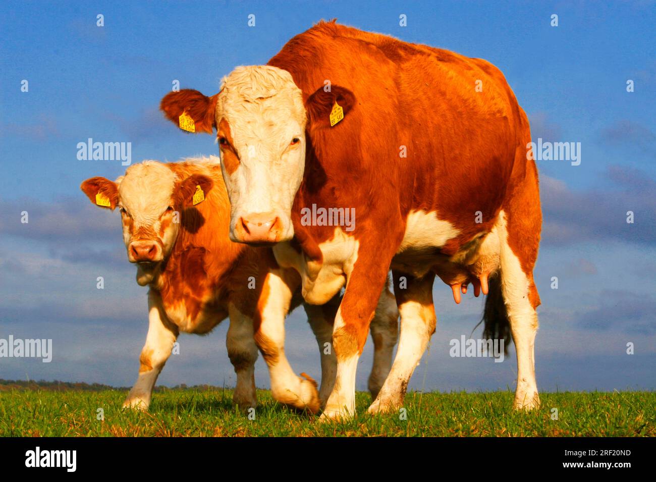 domestic-cattle-cow-with-calf-cows-stock-photo-alamy