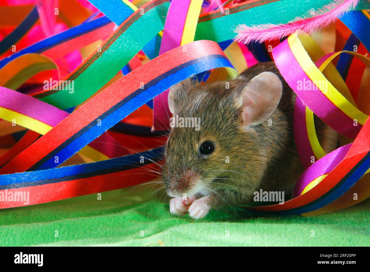 Colour mouse and streamers Stock Photo Alamy