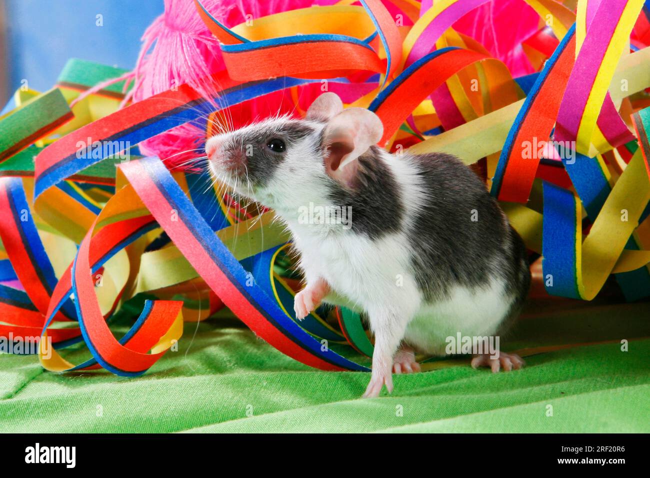 Colour mouse and streamers Stock Photo