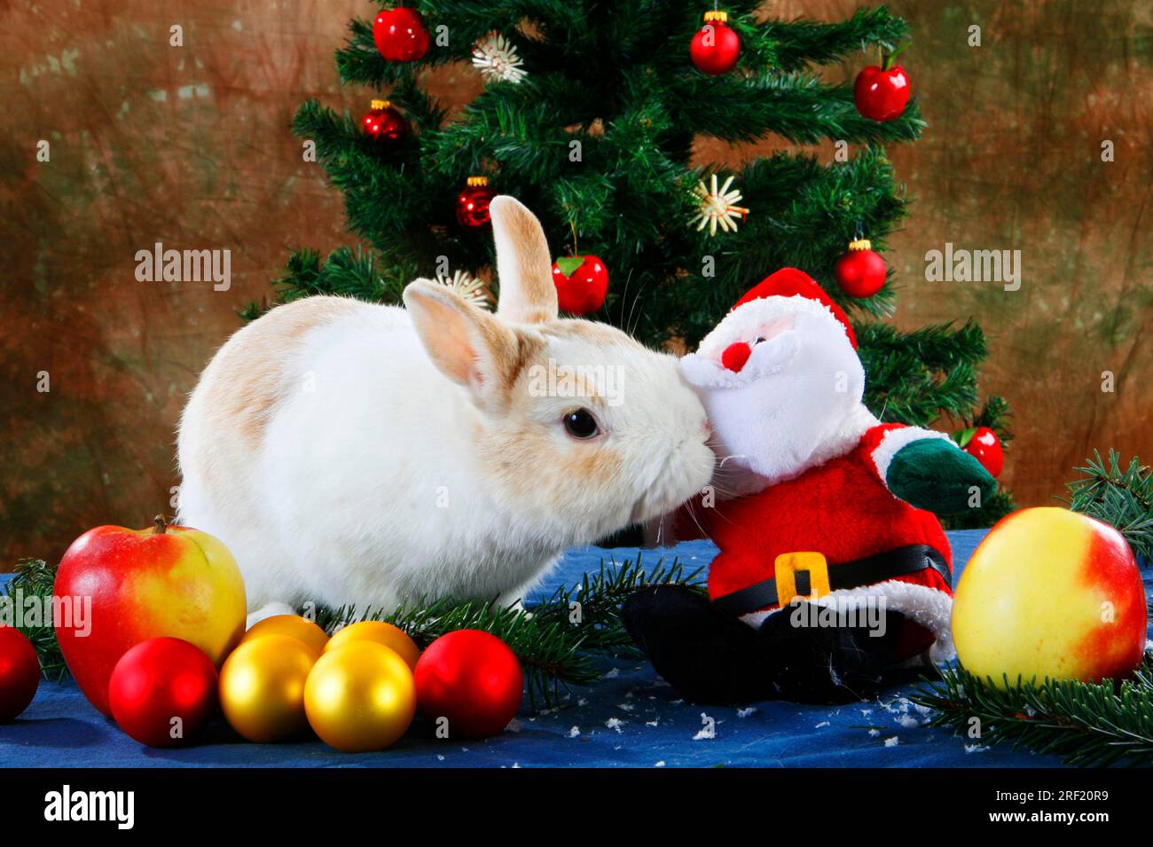 Father rabbit hi-res stock photography and images - Alamy