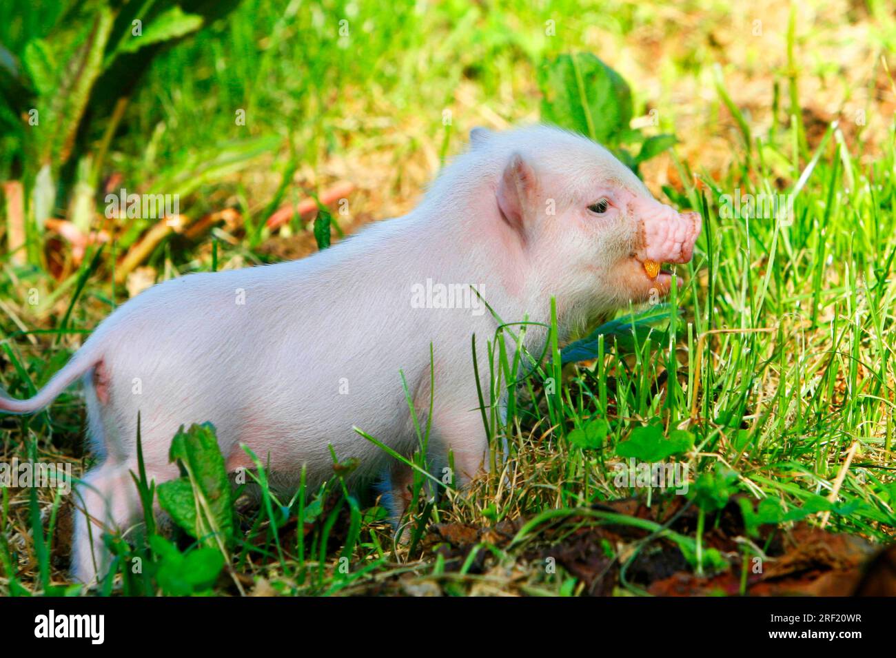 Mini Pig, Piglet, Pig, Pigs, Dwarf Pig, Mini Piglet Stock Photo Alamy
