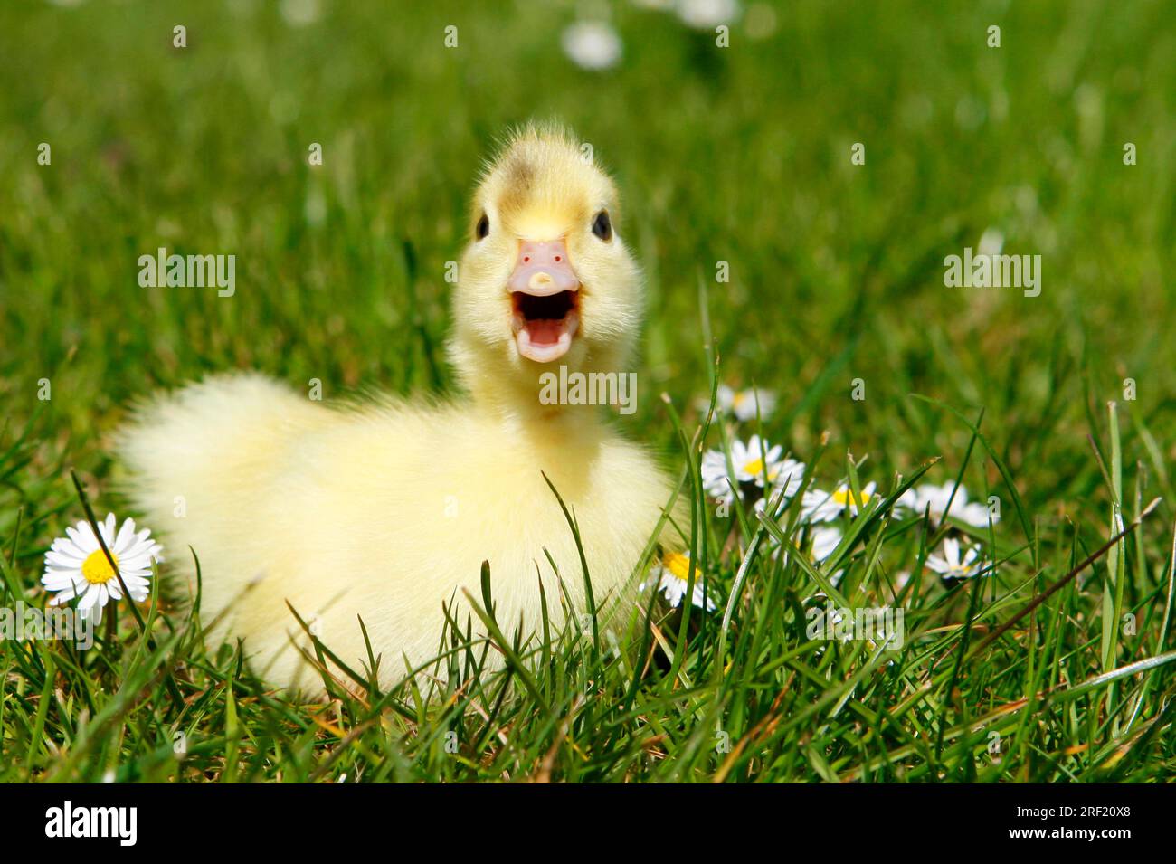 Domestic duck, ducklings Stock Photo - Alamy