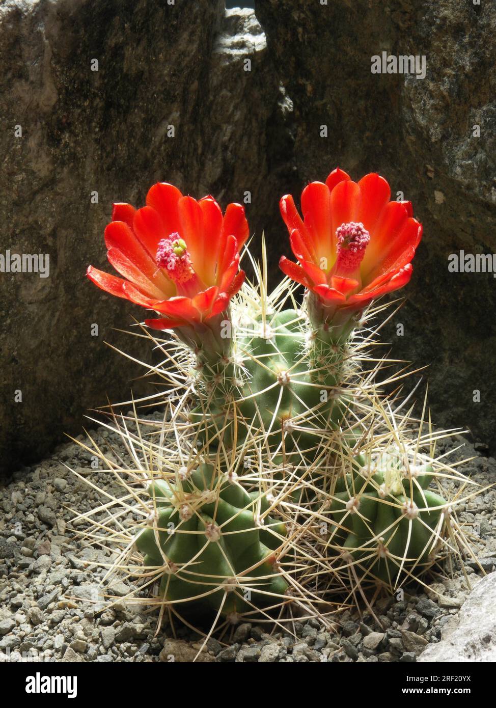 Echinocereus triglochidiatus ssp mojavensis BW162, hardy Stock Photo - Alamy