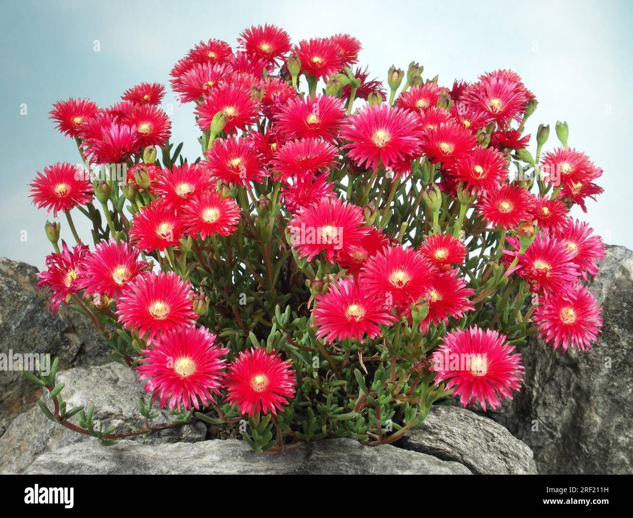 Lampranthus variabilis, midday flower, is mistakenly offered in the trade as Mesembryanthemum! Stock Photo
