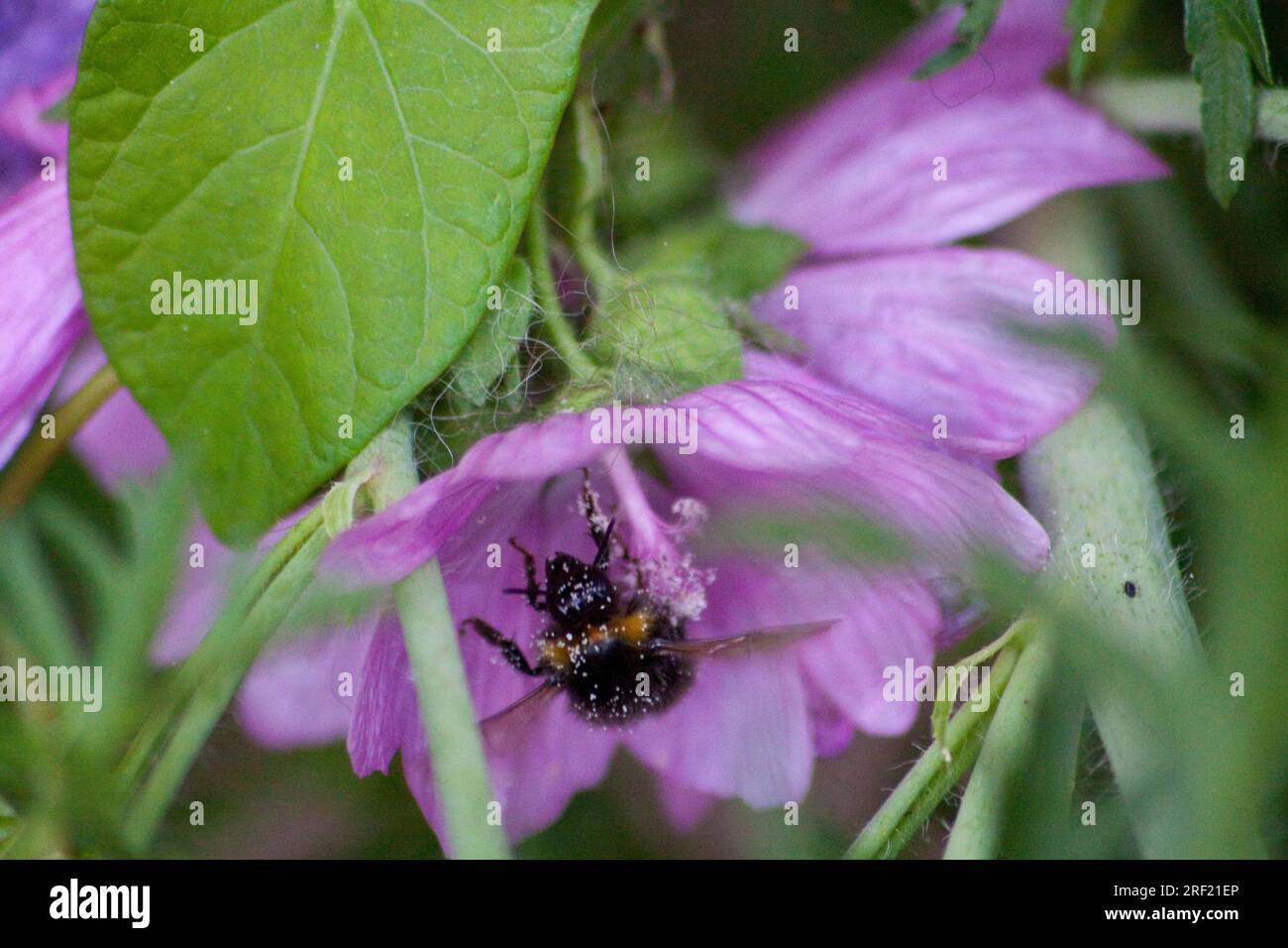 Honey Bee (apis) in Flight with the Tree Mallow (Lavatera) in close up Hook Norton Oxfordshire England uk Stock Photo