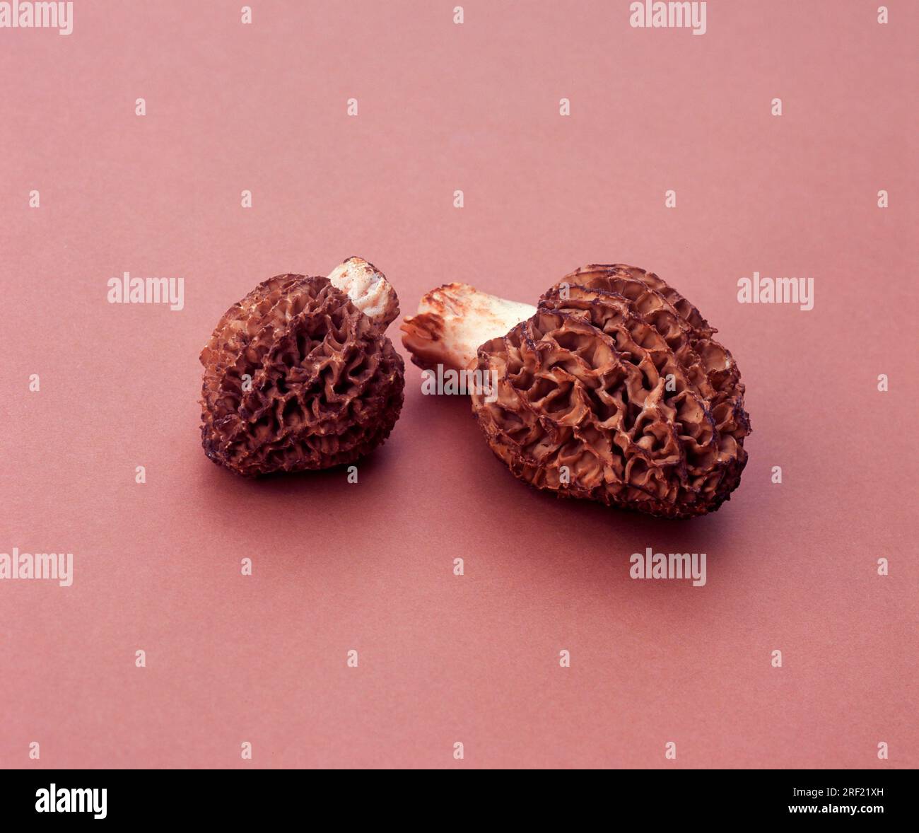 Morels (Morchella vulgaris), Edible morel, Grey morel Stock Photo Alamy