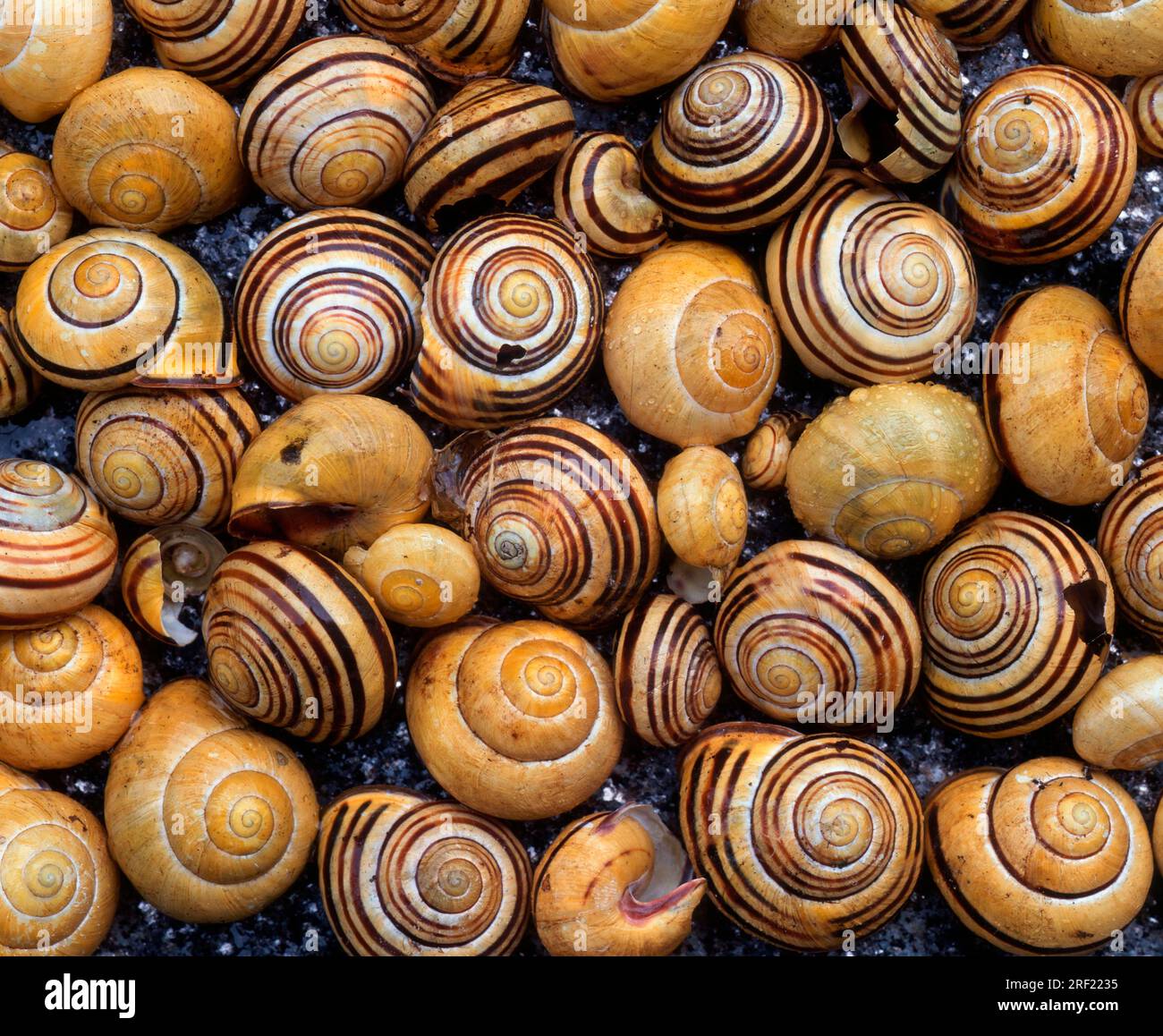 Natural Shell Structures Examples
