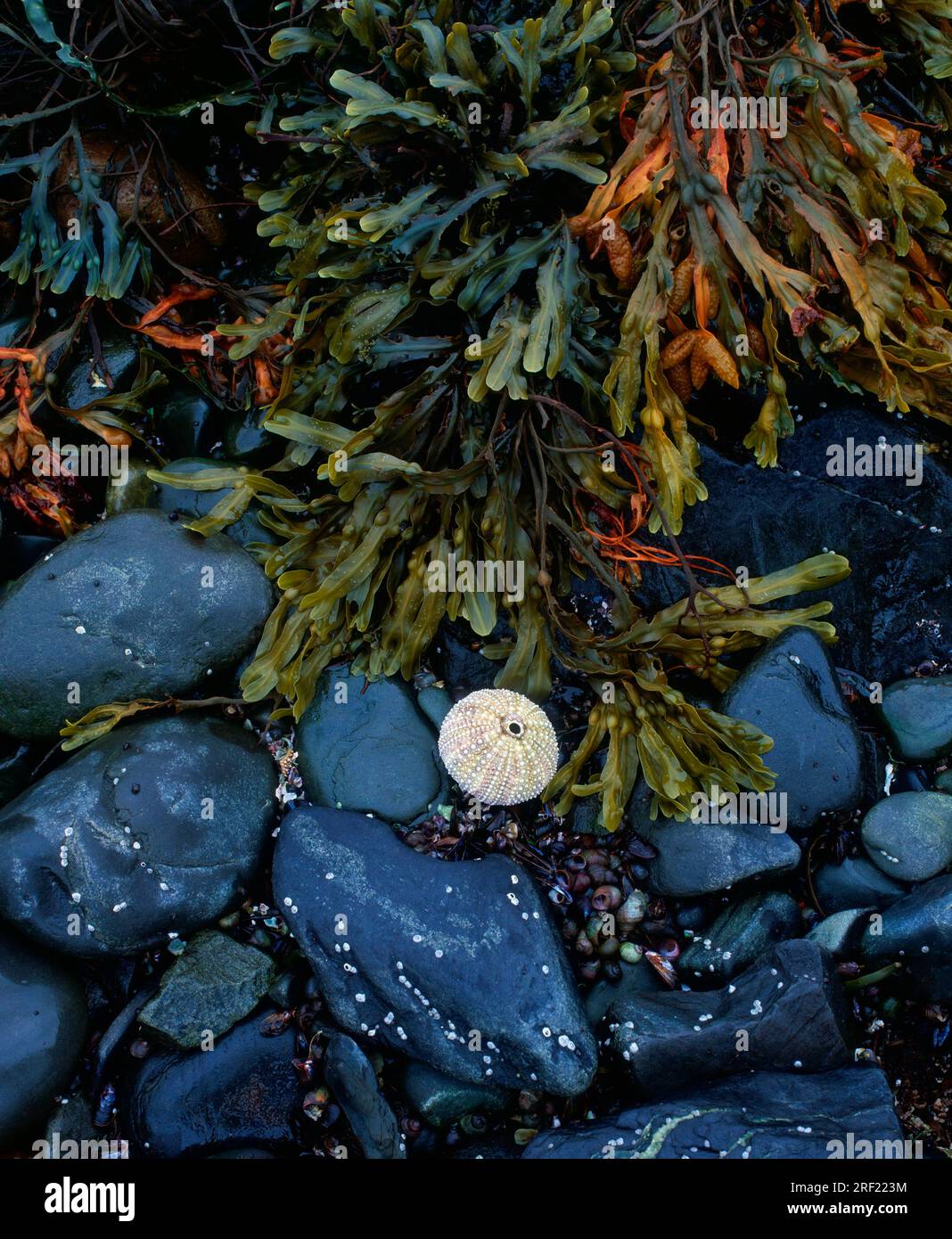 Sea urchin skeleton and seaweed, fjord, Varanger Peninsula, Norway Stock Photo