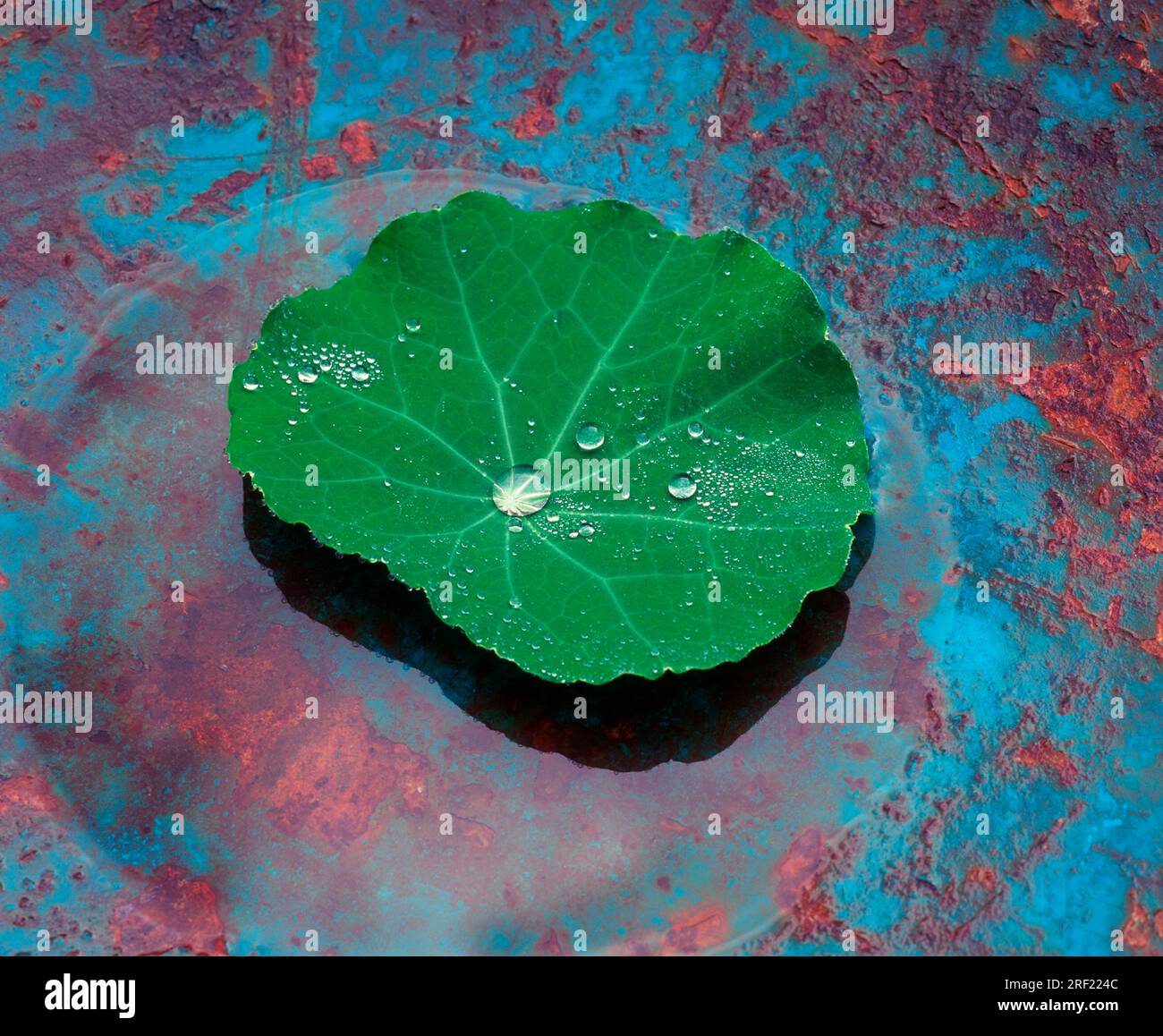 Nasturtium (Tropaeolum majus), leaf with water drops, Lotos effect Stock Photo