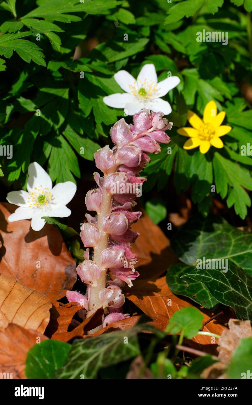 Toothwort, Wood Anemone and Lesser Celandine, Schleswig-Holstein, Germany (Lathraea squamaria) Stock Photo