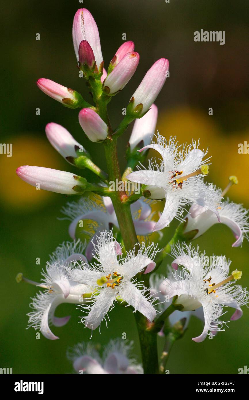 Bogbean (Menyanthes trifoliata) Stock Photo