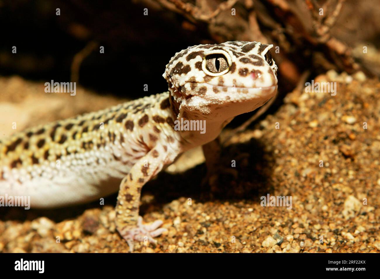 Leopard gecko, juveniles, Eublepharis macularis, juvenile leopard