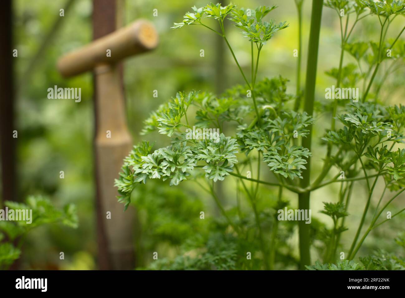 - Parsley (Petroselinum crispum) with planting stock seedwood Stock Photo