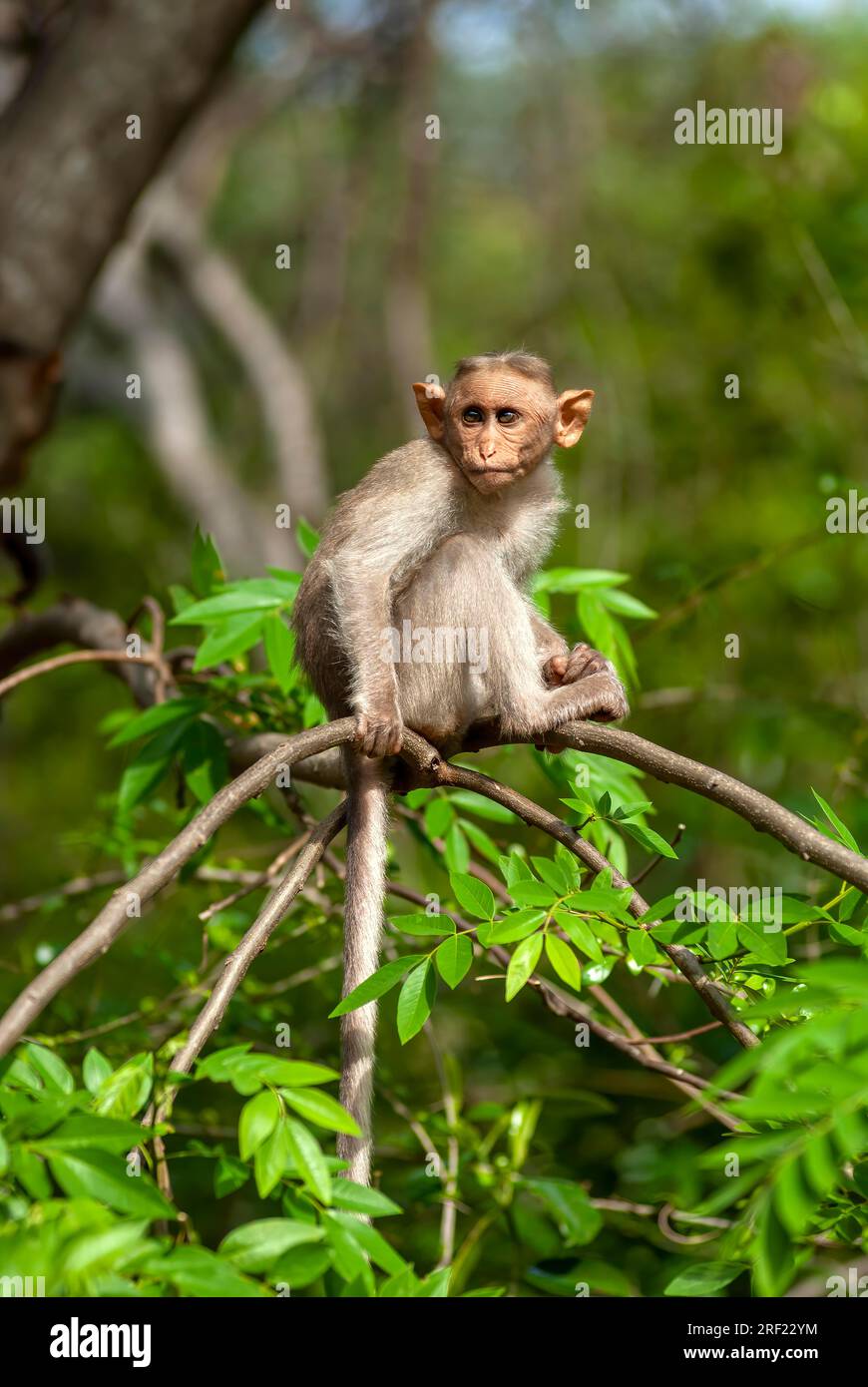 Baby monkey (Macaca radiata) sitting on the tree at Alagar Kovil Pazhamudircholai hill near Madurai, Tamil Nadu, South India, India, Asia Stock Photo