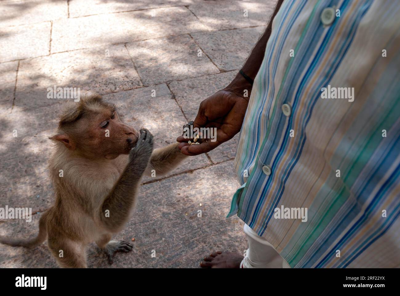 Bonnet Monkey (Macaca radiata) taking peanut from a man hand at Alagar Kovil Pazhamudircholai near Madurai, Tamil Nadu, South India, India, Asia Stock Photo