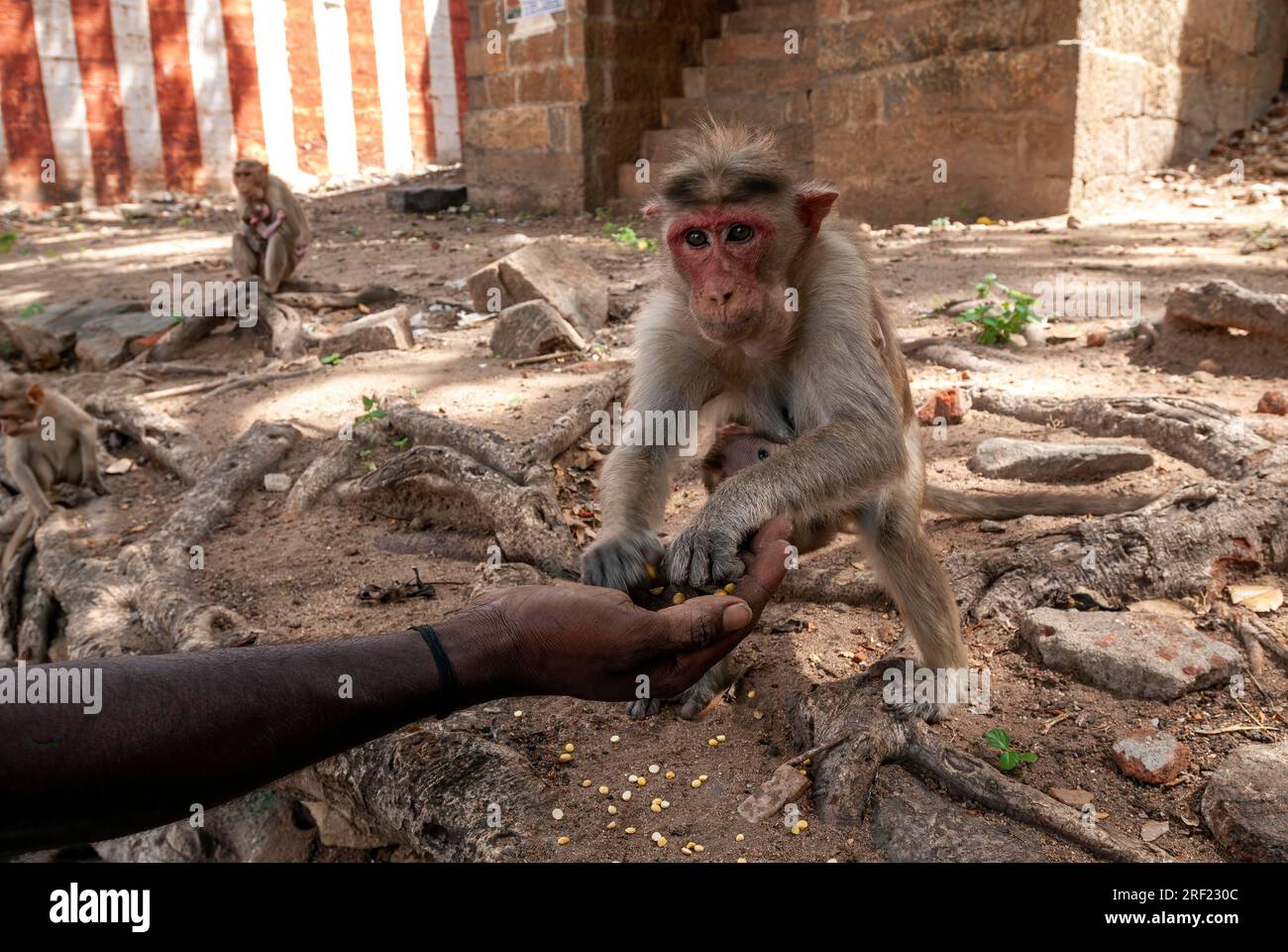 Bonnet Monkey (Macaca radiata) taking Chickpeas from a man hand at Alagar Kovil Pazhamudircholai near Madurai, Tamil Nadu, South India, India, Asia Stock Photo