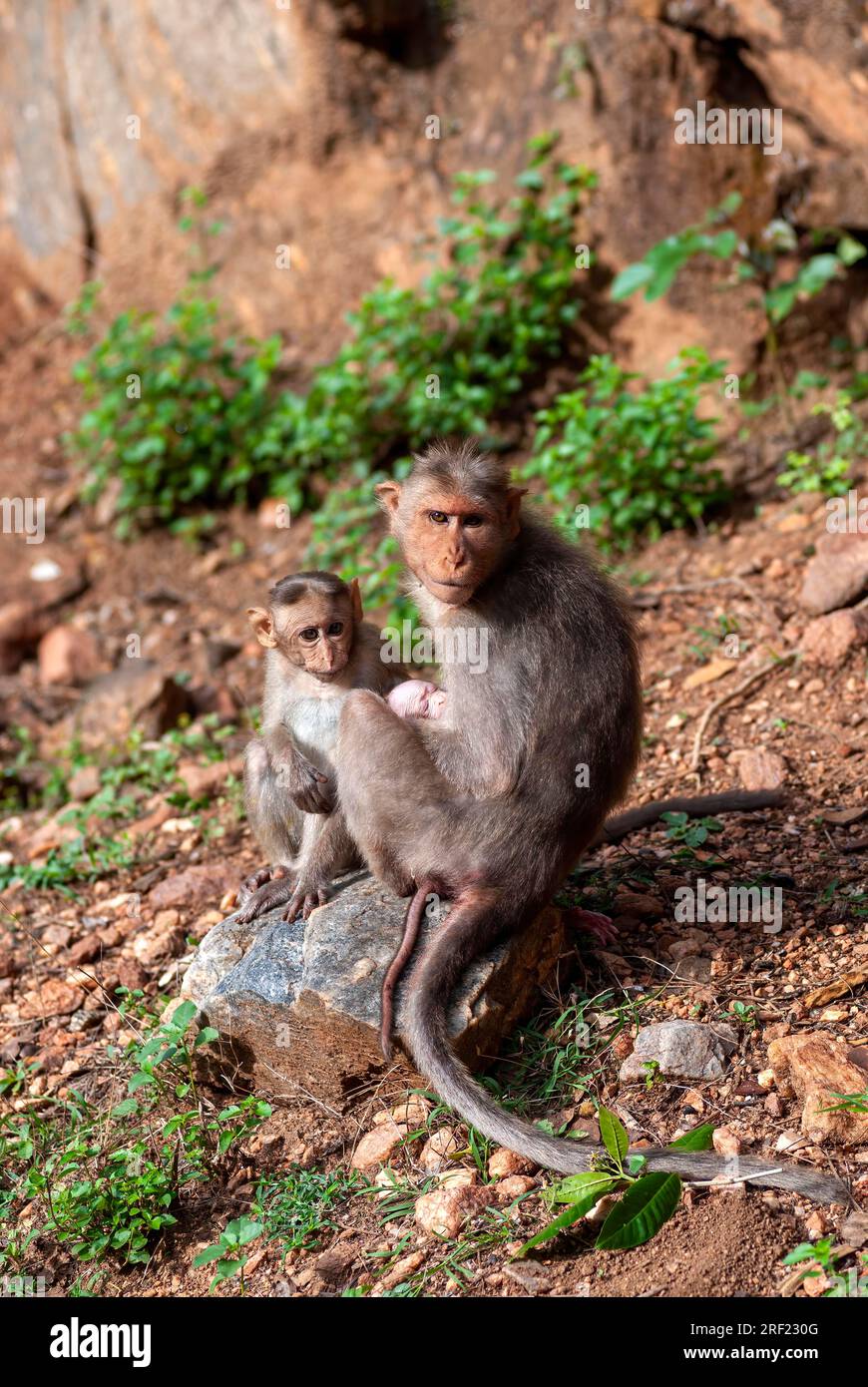 Bonnet Monkey (Macaca radiata) with baby monkey at Alagar Kovil Pazhamudircholai hill near Madurai, Tamil Nadu, South India, India, Asia Stock Photo