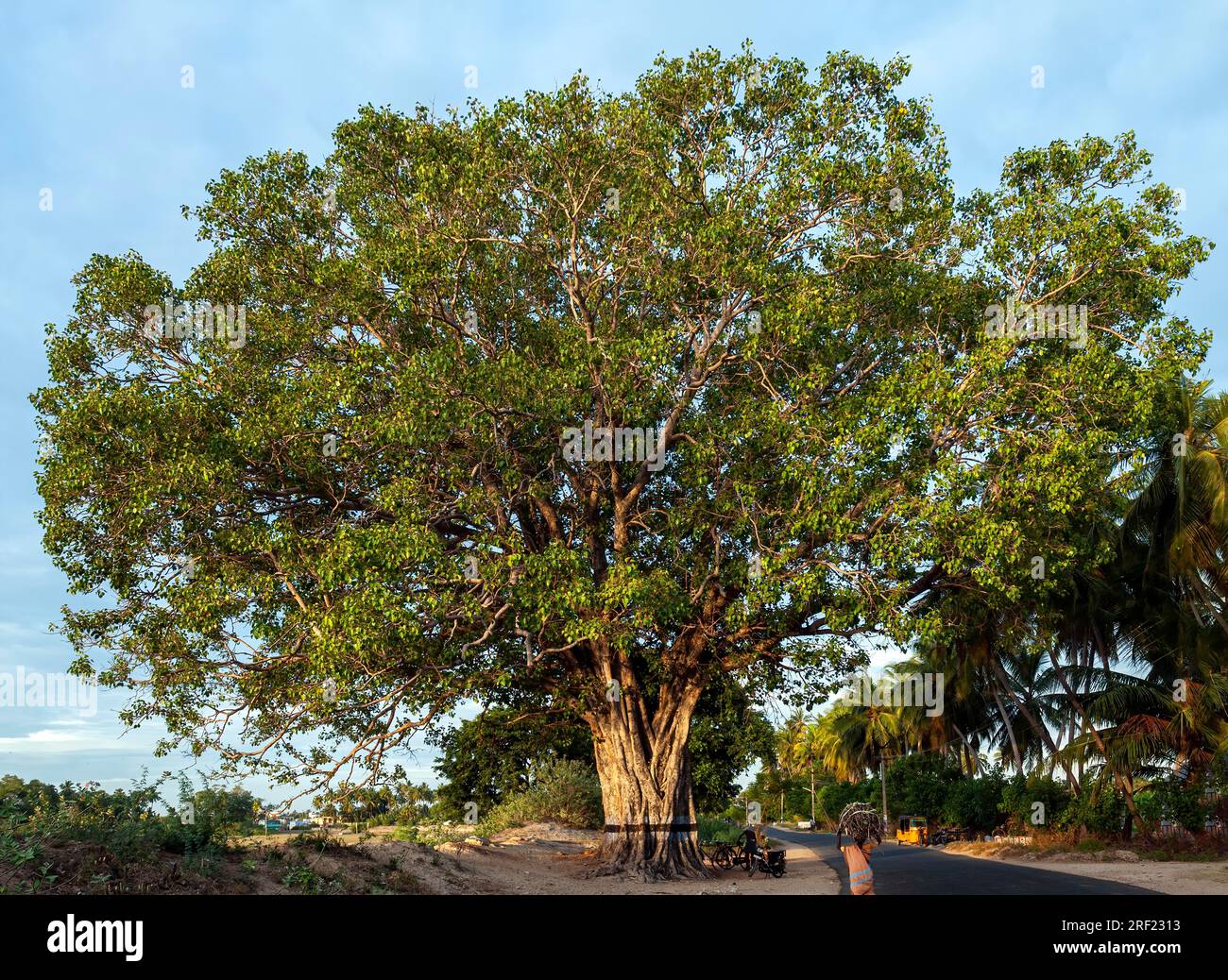 Pipal tree (Ficus religiosa) sacred tree at Tiruchendur Tamil Nadu Pipal tree (Ficus religiosa) sacred tree at Tiruchendur Tamil Nadu