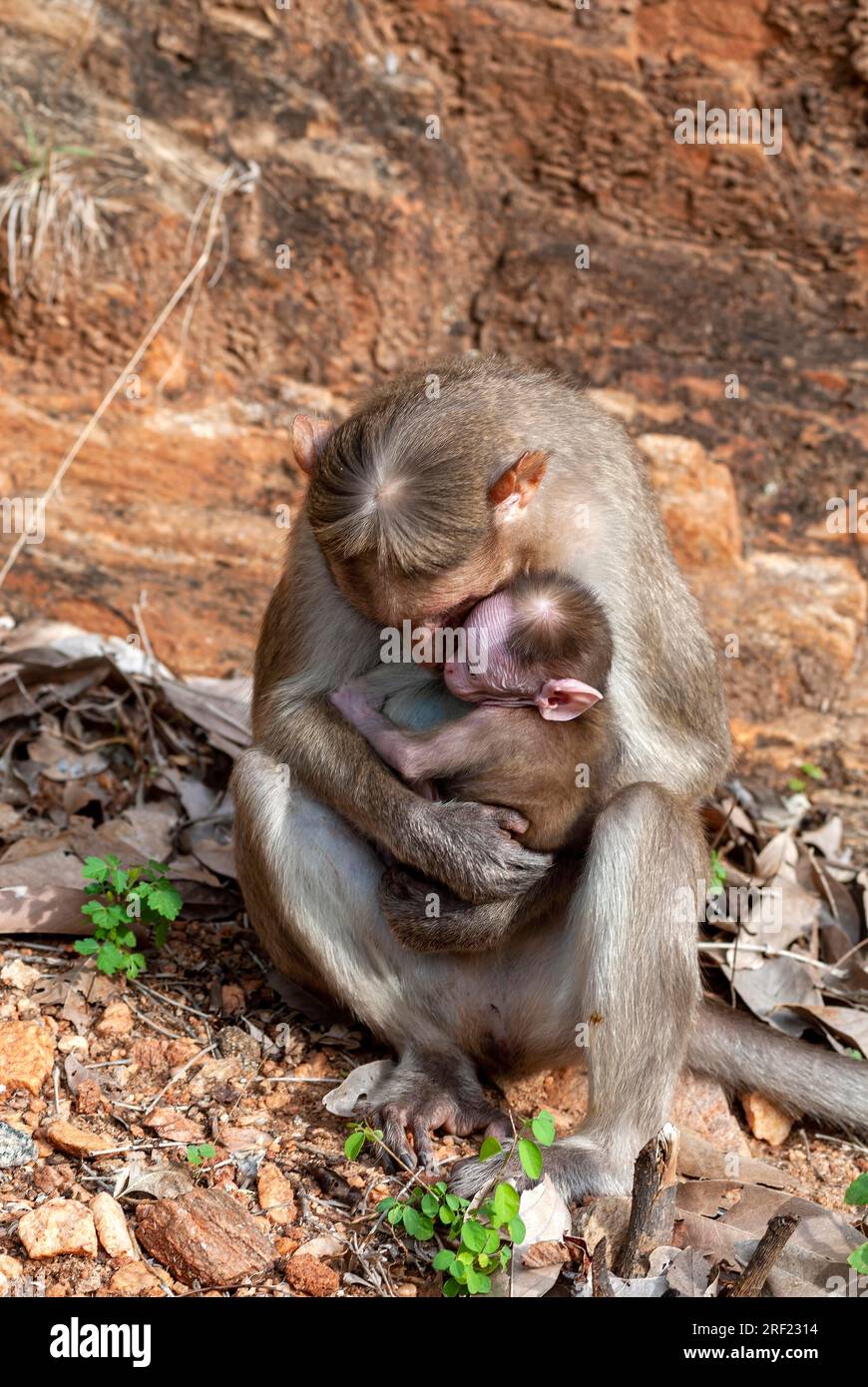 Bonnet Monkey (Macaca radiata) with baby monkey at Alagar Kovil Pazhamudircholai hill near Madurai, Tamil Nadu, South India, India, Asia Stock Photo