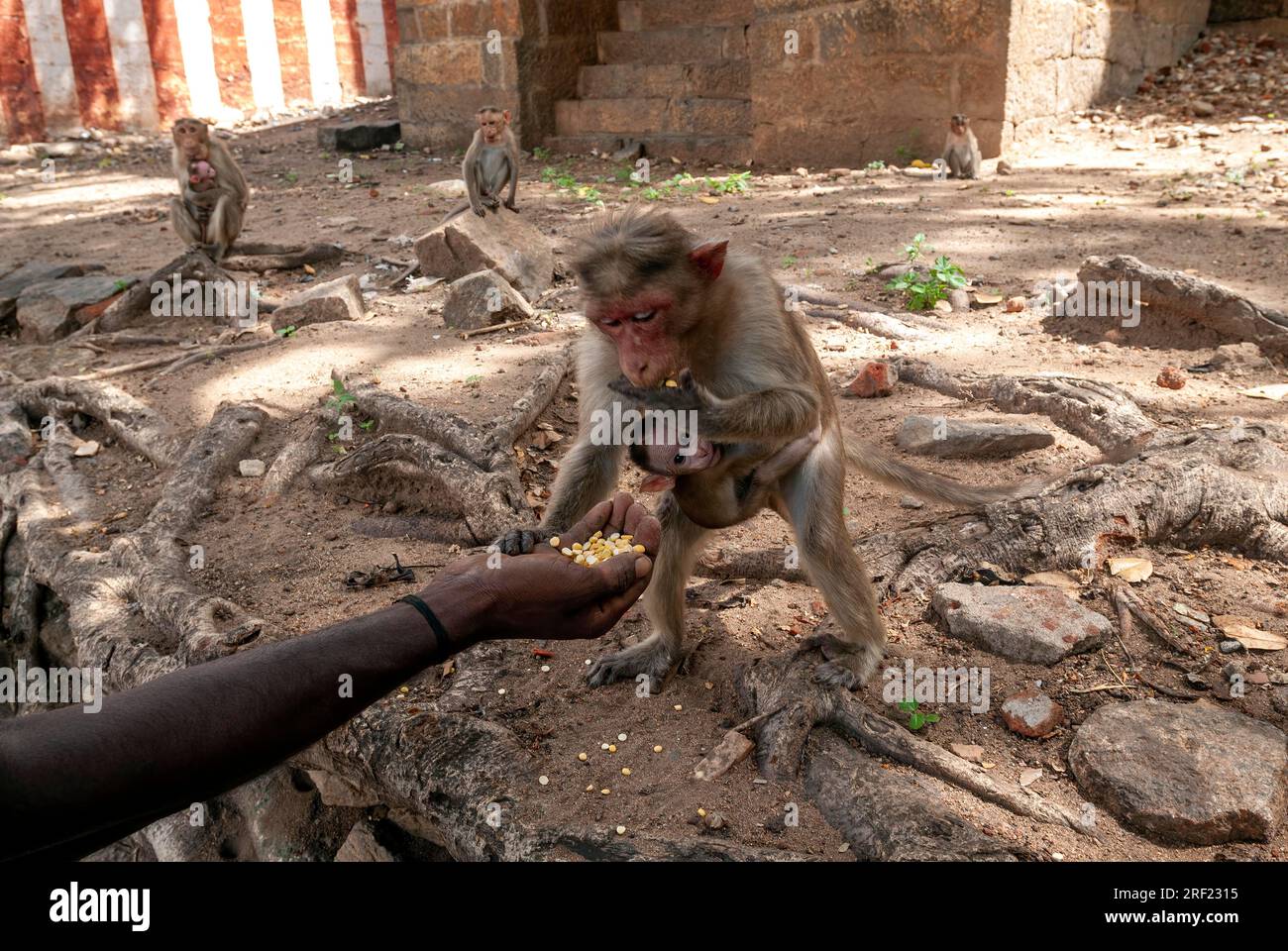 Bonnet Monkey (Macaca radiata) taking Chickpeas from a man hand at Alagar Kovil Pazhamudircholai near Madurai, Tamil Nadu, South India, India, Asia Stock Photo