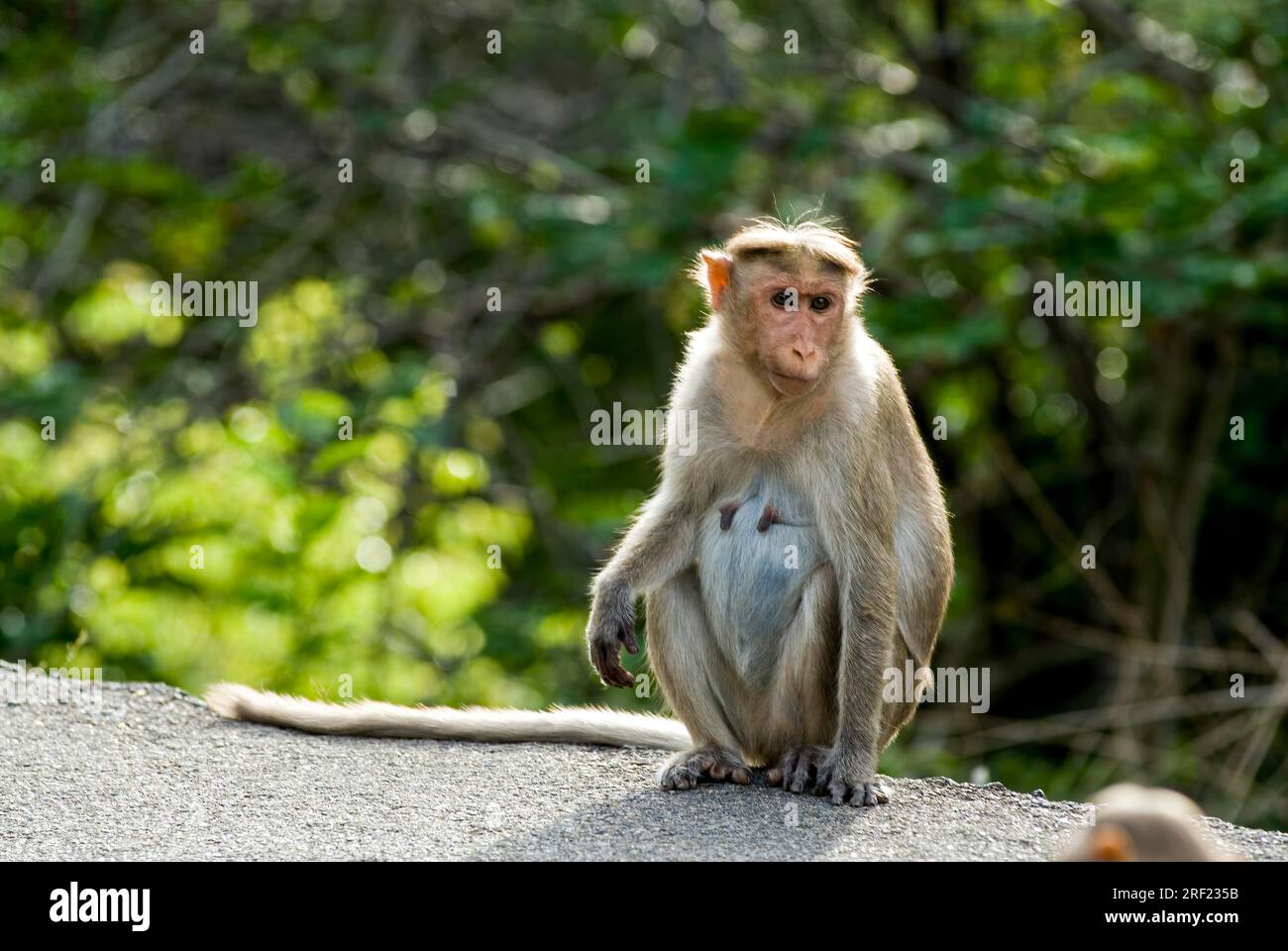Bonnet Monkey (Macaca radiata) at Alagar Kovil Pazhamudircholai hill near Madurai, Tamil Nadu, South India, India, Asia Stock Photo