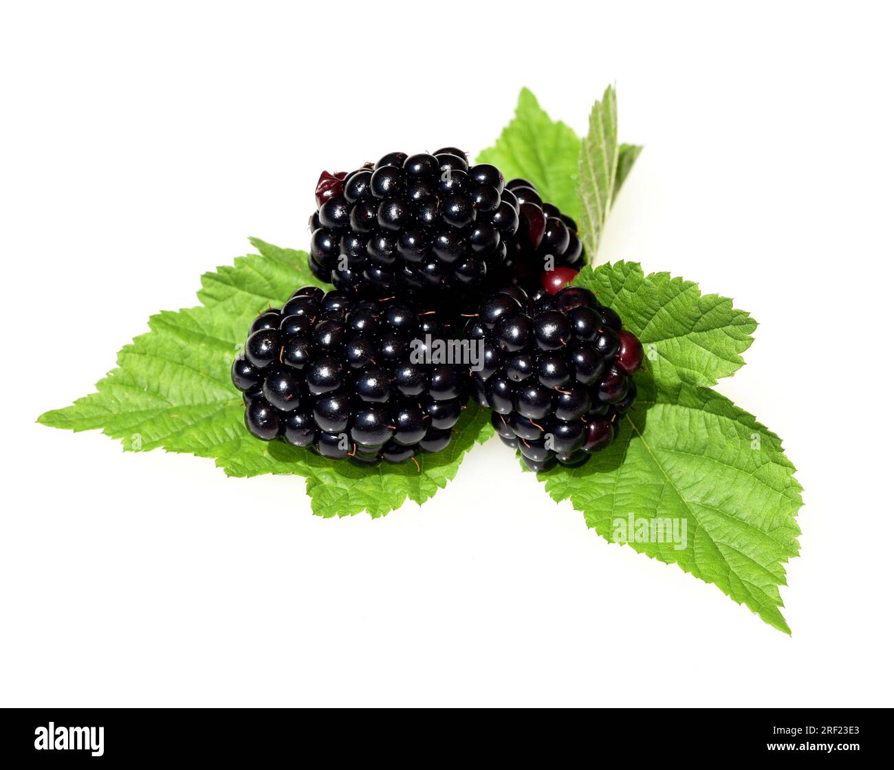 Blackberries, Rubus fructicosa, is a tasty berry plant with black berries Stock Photo