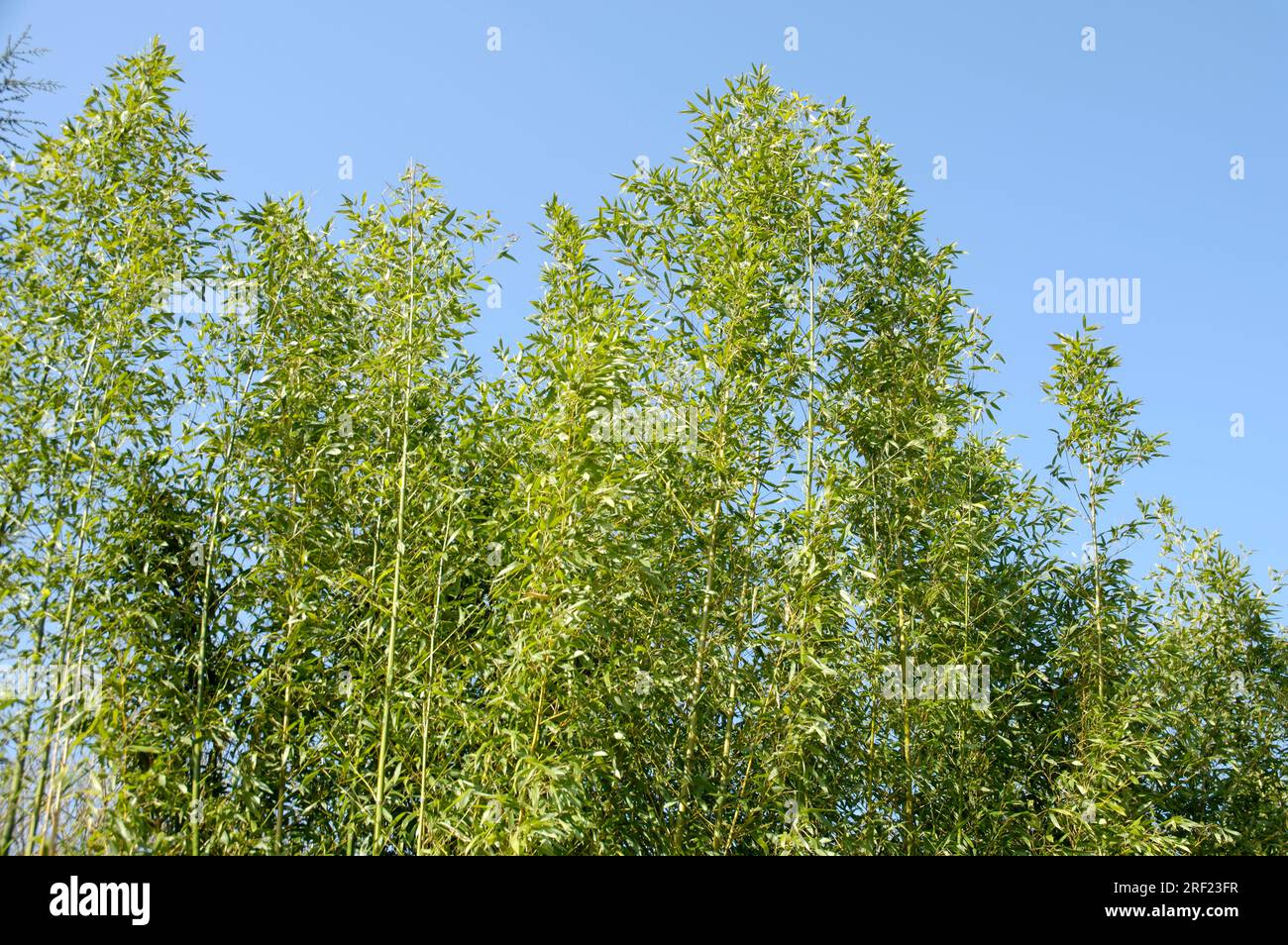 Bamboo (Phyllostachys propinqua) Stock Photo